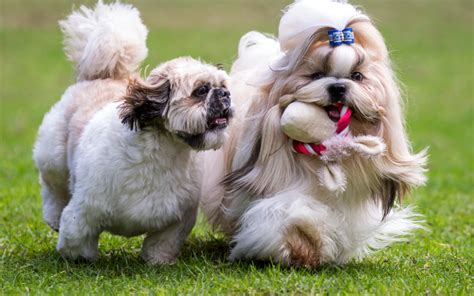 Training and Socializing Your Pets: Creating Harmony in Your Household