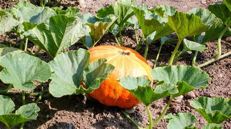 Training and Supporting Pumpkins as They Develop