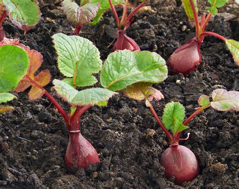 Transform Your Outdoor Space with a Radish Garden