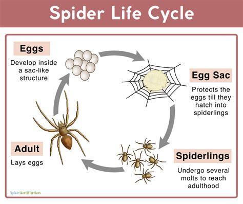 Transformation and Growth: An Examination of the Symbolic Life Cycle of Spiders