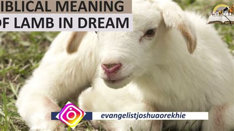 Transformation and Renewal: Exploring the Significance of the Sacrifice Lamb Dream in Personal Growth