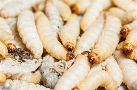 Transformative Messengers: Unveiling the Significance of White Larvae in Dreams