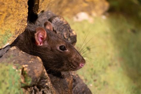 Transforming Dreams into Reality: Effective Approaches for Addressing Unwanted Mouse Infestation at Home