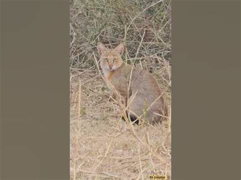 Transforming Your Ambition of Spotting a Striking Wild Cat into Reality