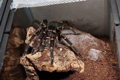 Transitioning from Fear to Affection: Exploring the Intrigue and Inquisitiveness Associated with Owning a Tarantula