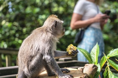 Traveling and Vacationing with Your Primate Companion