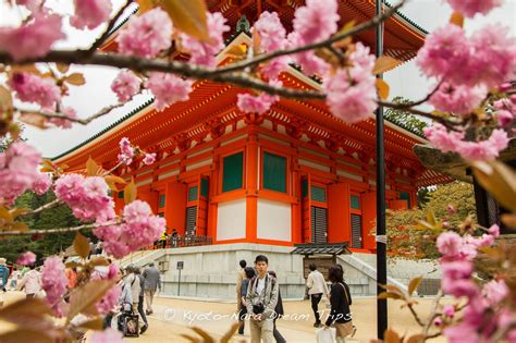 Treading the Path of Pilgrims: Exploring Japan's Sacred Sites