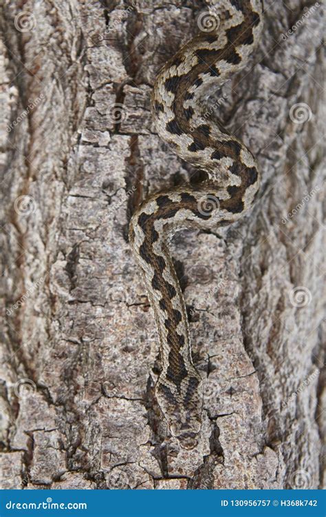 Tree Snakes: Masters of Camouflage and Adaptation