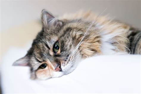 Triggers for Feline Melancholy: Unveiling the Causes of Cat Sadness