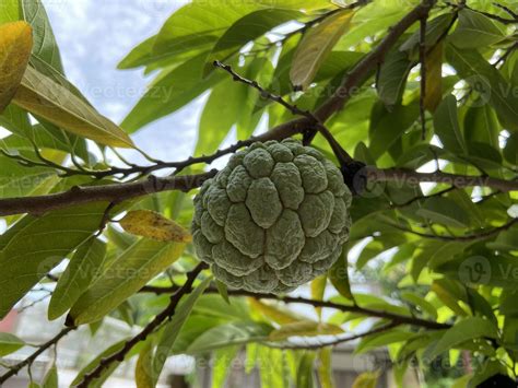 Tropical Delight: Exploring the Alluring Flavor of the Exquisite Annona Squamosa