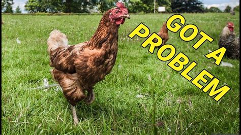 Troubleshooting Chicken Issues: Common Problems and Effective Solutions