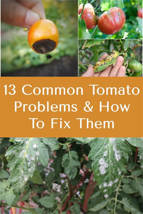 Troubleshooting Common Challenges in Growing Tomatoes