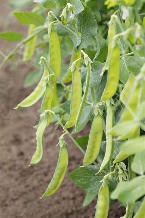 Troubleshooting Common Difficulties in Snow Pea Cultivation