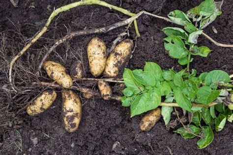 Troubleshooting Common Issues in Cultivating Tasty Tubers