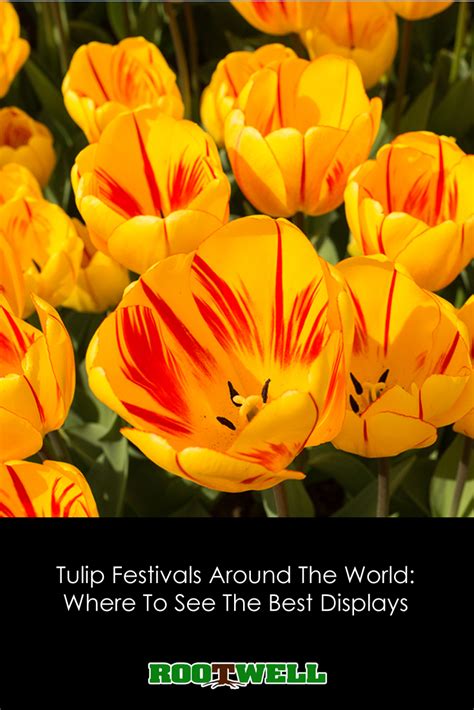 Tulip Festivals Around the Globe: Exploring the Enchanting Wonder