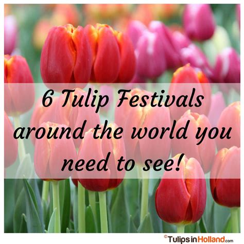 Tulip Festivals around the Globe: Where to Immerse Yourself in the Wonder