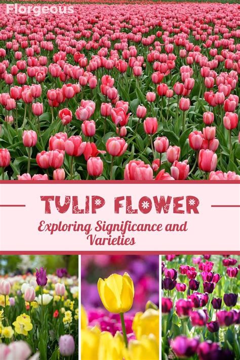 Tulips around the World: Exploring the Global Impact and Cultural Significance of these Blooms