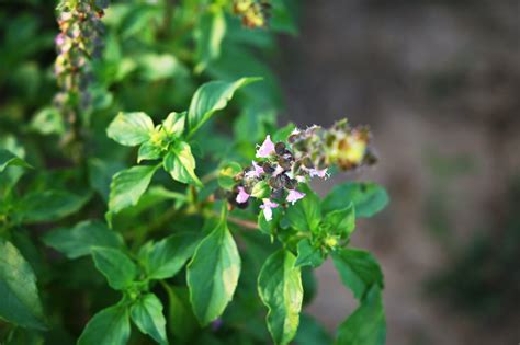 Tulsi: A Herb Possessing Aphrodisiac Qualities