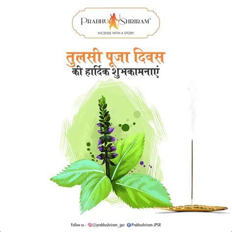 Tulsi: A Representation of Dedication and Connection Beyond the Material World