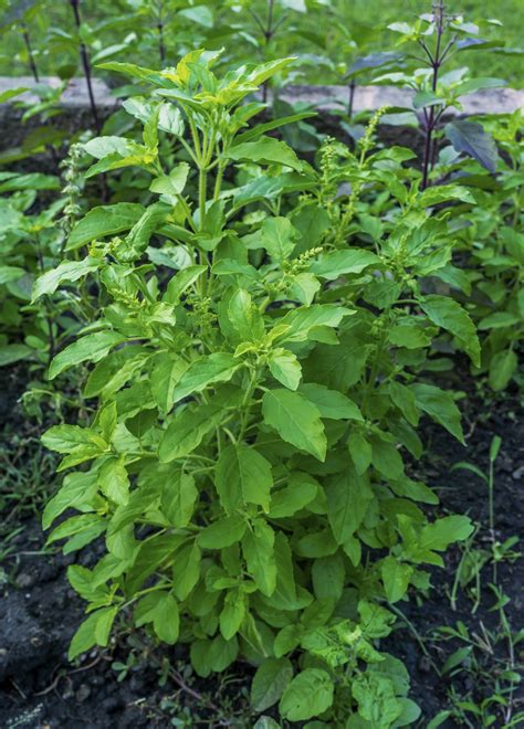 Tulsi Plant and Its Significance in Ayurvedic Medicine