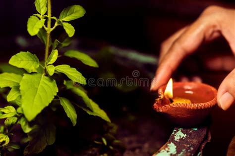 Tulsi Plant in Hindu Scriptures and Rituals