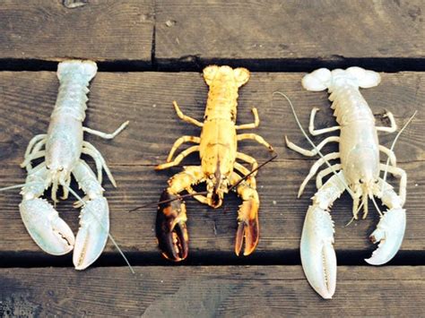 Turning Heads: The Fascination and Awe of White Lobsters