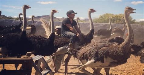 Turning Imagination Into Reality: Making Your Ostrich Ride Fantasies Come True