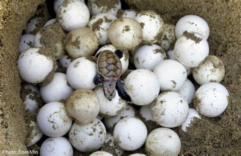 Turtle Egg Consumption: Cultural Traditions and Ethical Dilemmas