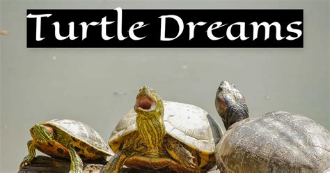 Turtle as a Symbol of Wisdom and Longevity in Dream Interpretation