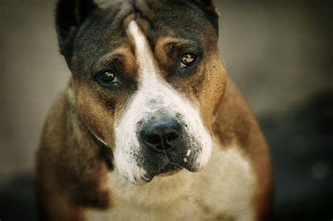 Unconscious Manifestations: Exploring the Role of the Pitbull