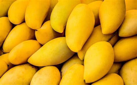 Uncover the Bounty: A Plethora of Mangoes Available at Your Fingertips