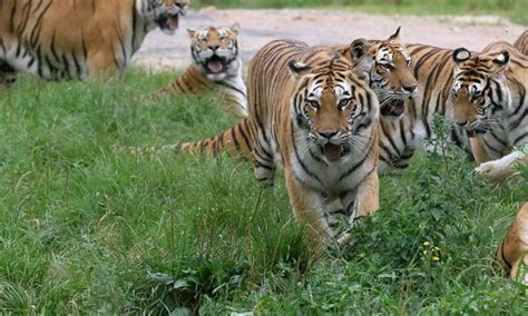 Uncover the Efforts to Preserve the Siberian Tiger