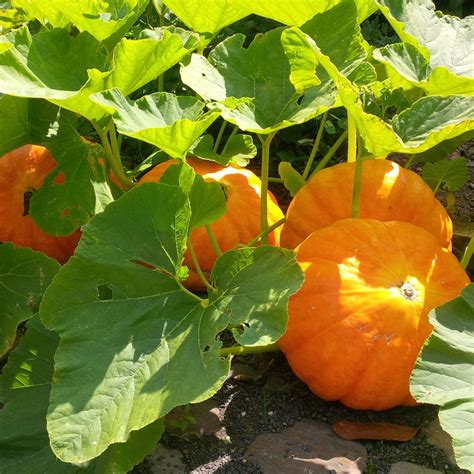 Uncover the Enchanting History of Pumpkin Plant Cultivation