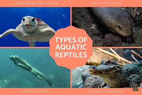 Uncover the Intriguing Behaviors and Social Dynamics of Aquatic Reptile Collectives