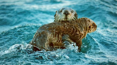 Uncover the Perils Threatening Sea Otters and Their Environments