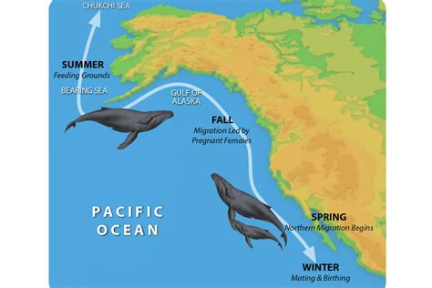 Uncover the Secrets of the Annual Whale Migration Phenomenon