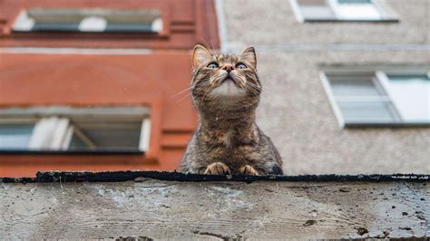 Uncovering Cryptic Messages: Delving into the Hidden Meaning of Stray Felines