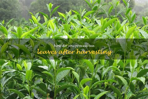 Uncovering Hidden Emotions: Tea Leaves as a Tool for Self-Reflection