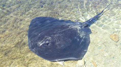 Uncovering Stingray Suicide's Age: A Journey through Time