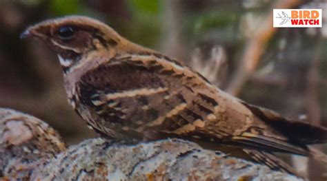 Uncovering the Cryptic Significance of Envisioning a Captive Nocturnal Bird