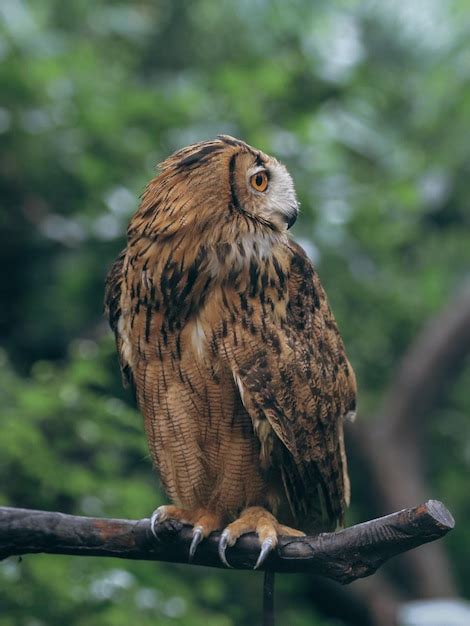 Uncovering the Cultural and Mythological Significance of a Dark-Hued Owl in One's Dreams