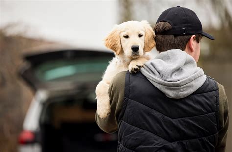 Uncovering the Emergence of Dog Theft