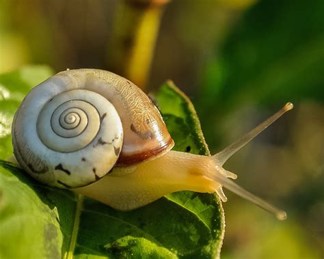 Uncovering the Enigmatic Environments of Large Snails: Exploring their Natural Habitats