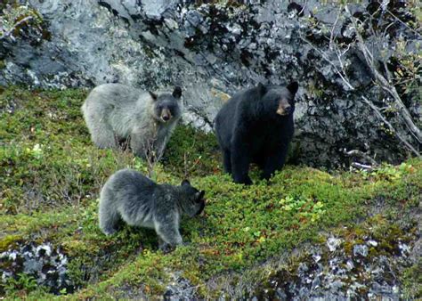 Uncovering the Enigmatic Secrets of Mounting a Glacier Bear in the Frozen North