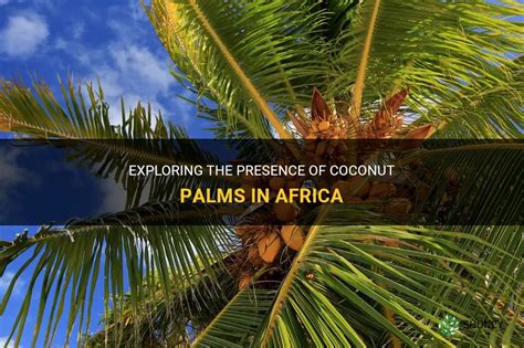 Uncovering the Global Presence of Crimson Coconut Palms