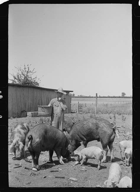 Uncovering the Hidden Meanings: Decoding the Symbolic Significance of Pigs in Aquatic Environments