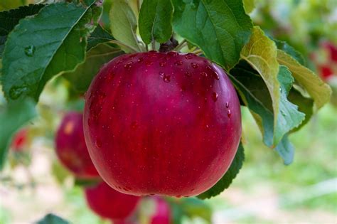 Uncovering the Hidden Significance of a Lively Crimson Apple