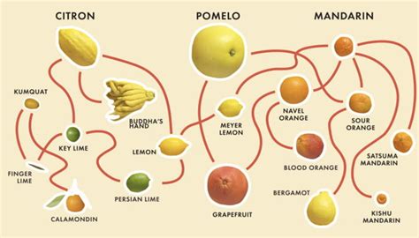 Uncovering the History of Bright Citrus Fruit