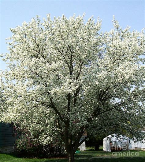 Uncovering the Psychological Meanings of Dreaming of White Flowered Trees