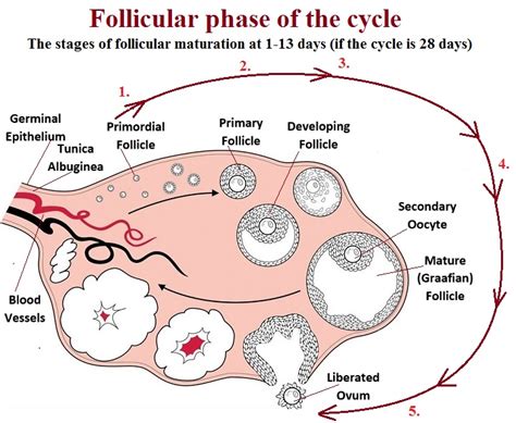 Uncovering the Significance Behind the Symbolism of Abdominal Follicular Growth